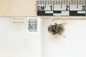 Media type: image;   Entomology 812961 Aspect: labels